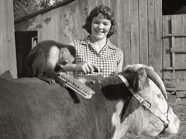 â€œKo-Koâ€� the hired hand helping a 4-Her groom a heifer in 1957, Image by John McKinney